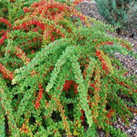       Berberis thunbergii Green Carpet